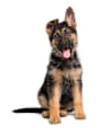 Breed Gallery Indicator 1
