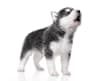 Breed Gallery Indicator 1