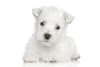 Breed Gallery Indicator 1