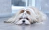 Breed Gallery Indicator 4