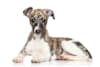 Breed Gallery Indicator 1