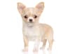 Breed Gallery Indicator 1