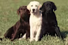 Breed Gallery Indicator 0
