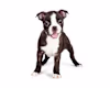 Breed Gallery Indicator 1