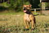 Breed Gallery Indicator 2