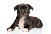Breed Gallery Indicator 1