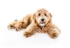 Breed Gallery Indicator 2