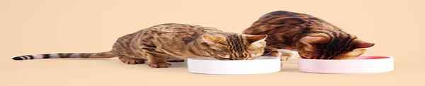 Food Nutrition