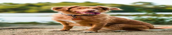 General