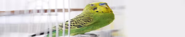 New Bird