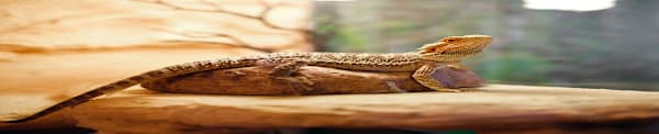 Bearded Dragon