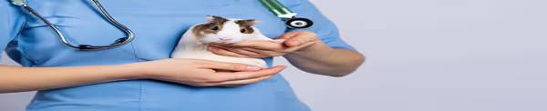 Vet Q & A