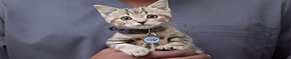 New Cat