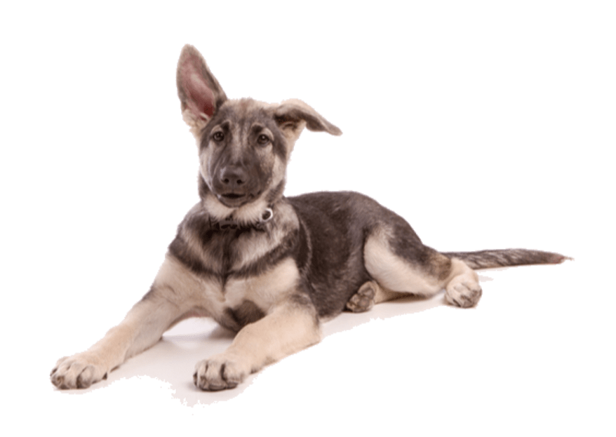 Black and Tan coat example