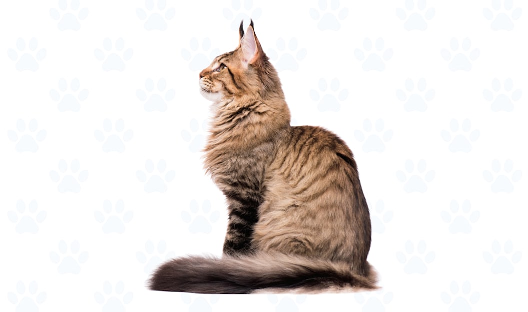 Brown tabby coat example