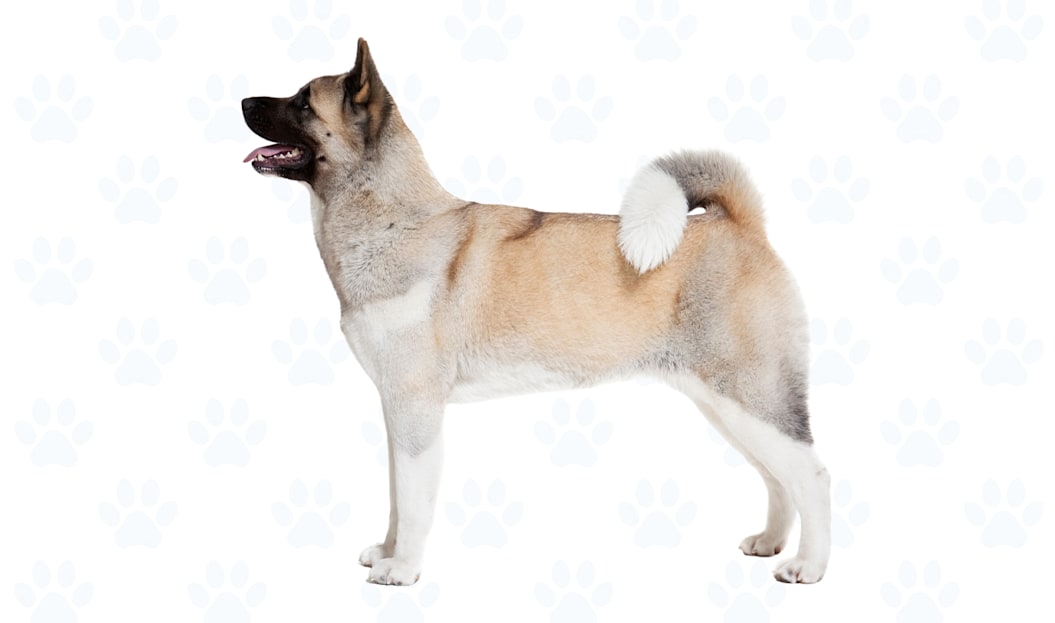 Any Color coat example