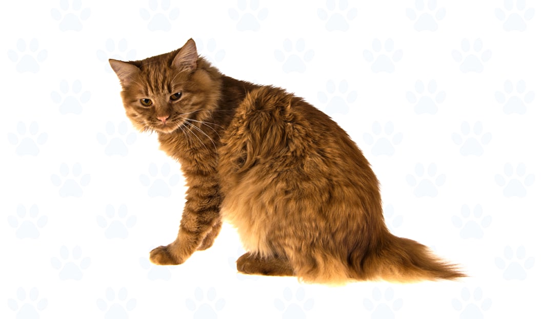 Orange coat example