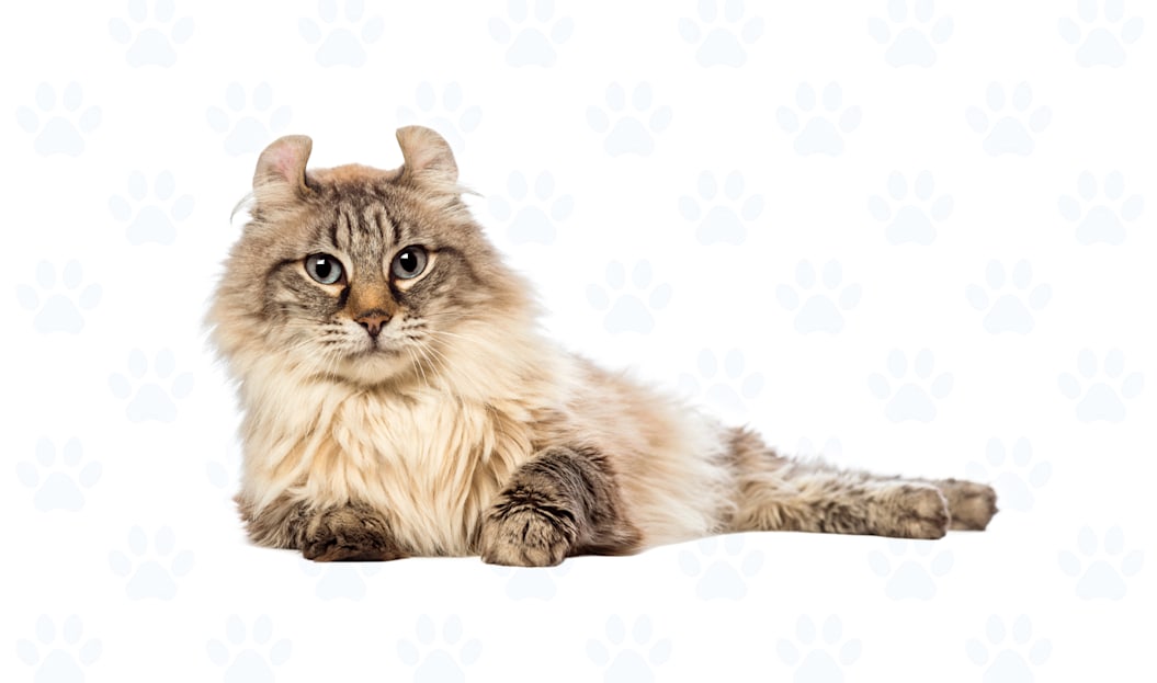 Lynx Point coat example
