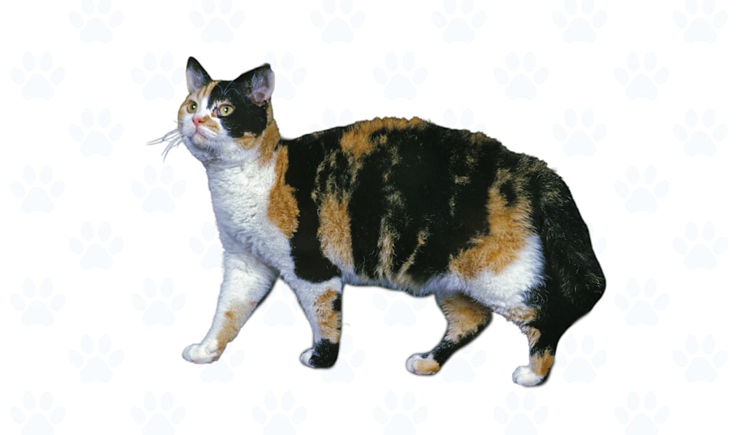 Calico coat example