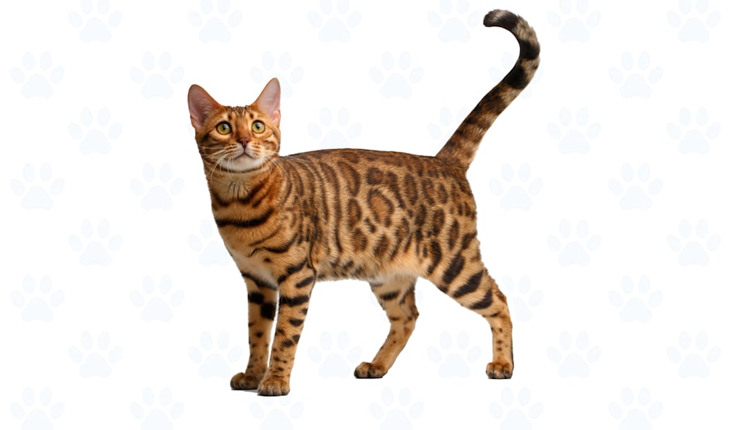 Brown coat example