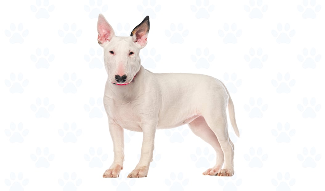 White coat example