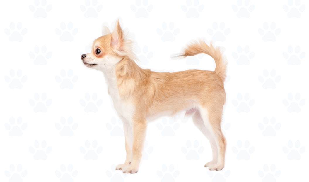 Fawn & White coat example