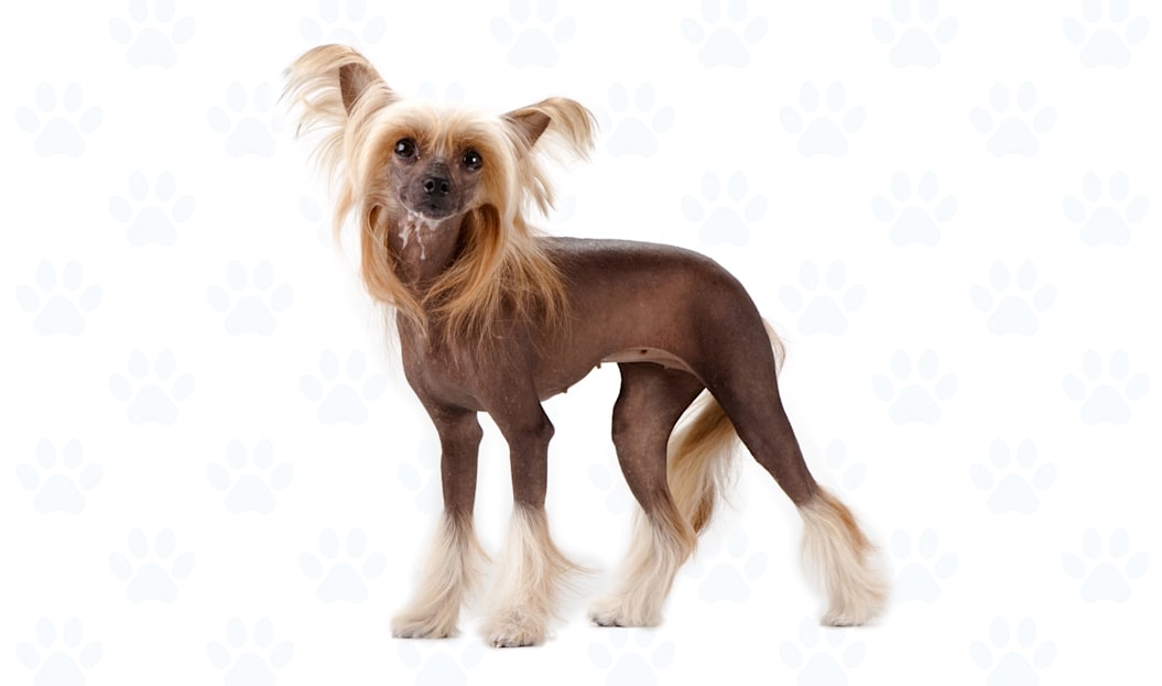 Chocolate coat example