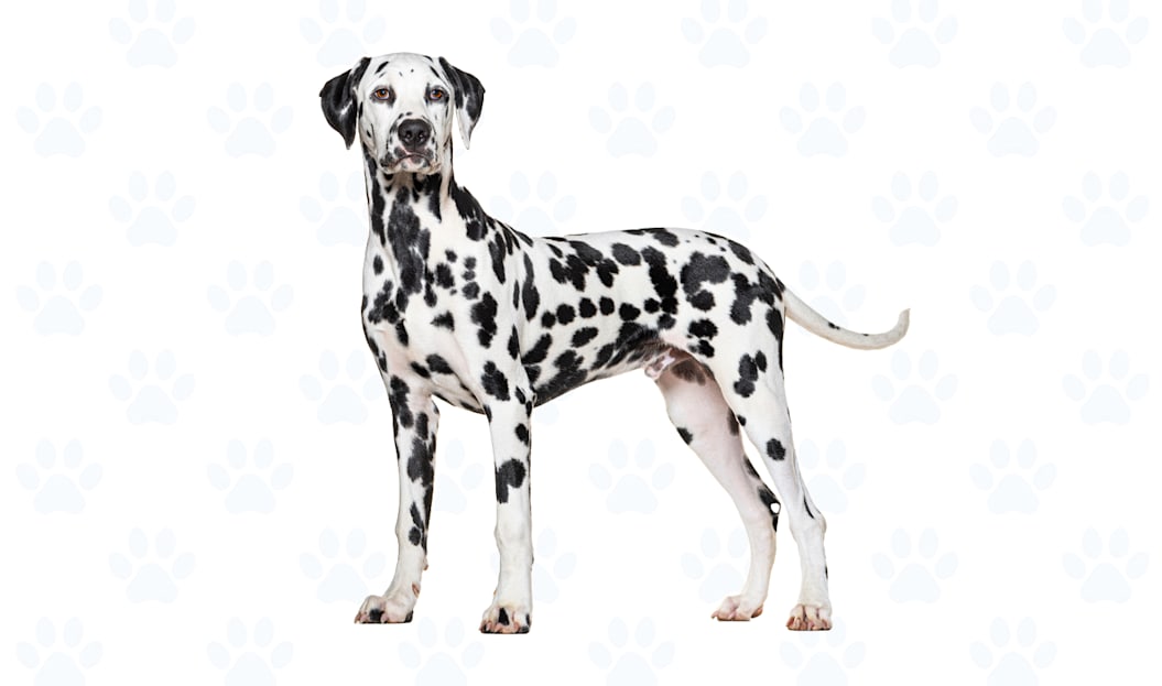 Black and White coat example