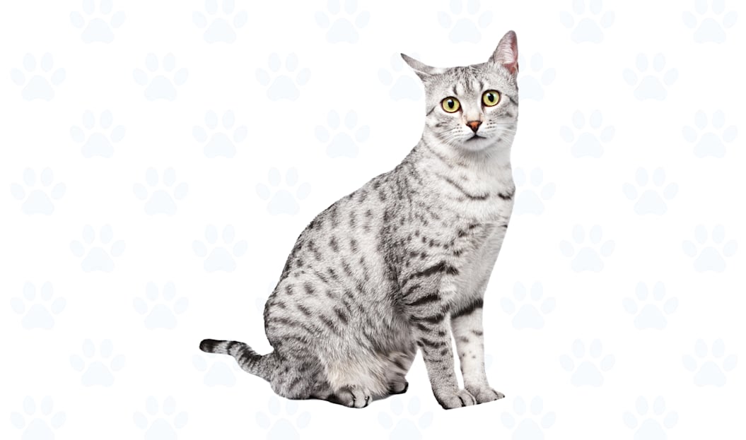 Silver coat example