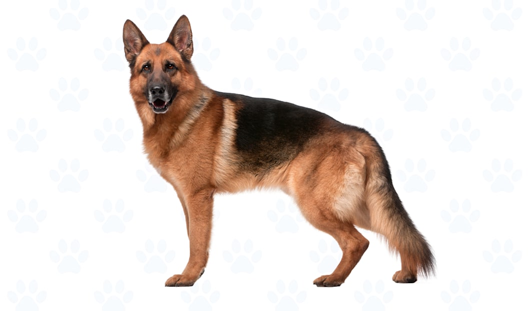 Black and Tan coat example