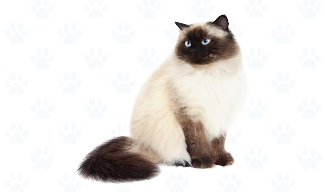 Chocolate Point coat example