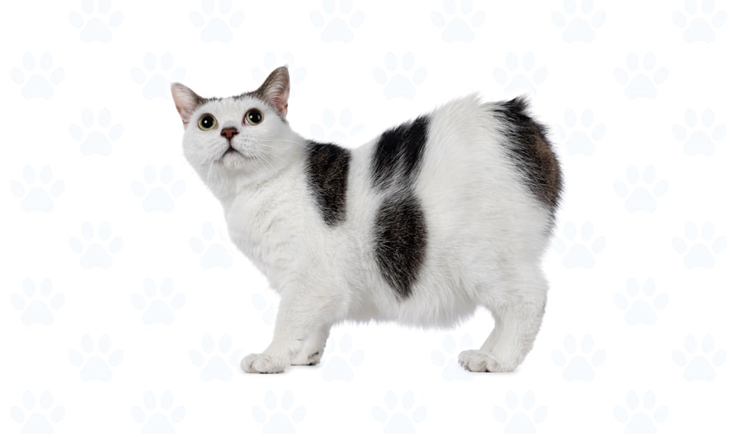 White coat example
