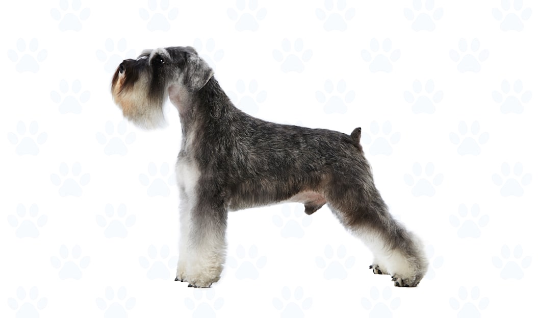 Silver & Black coat example