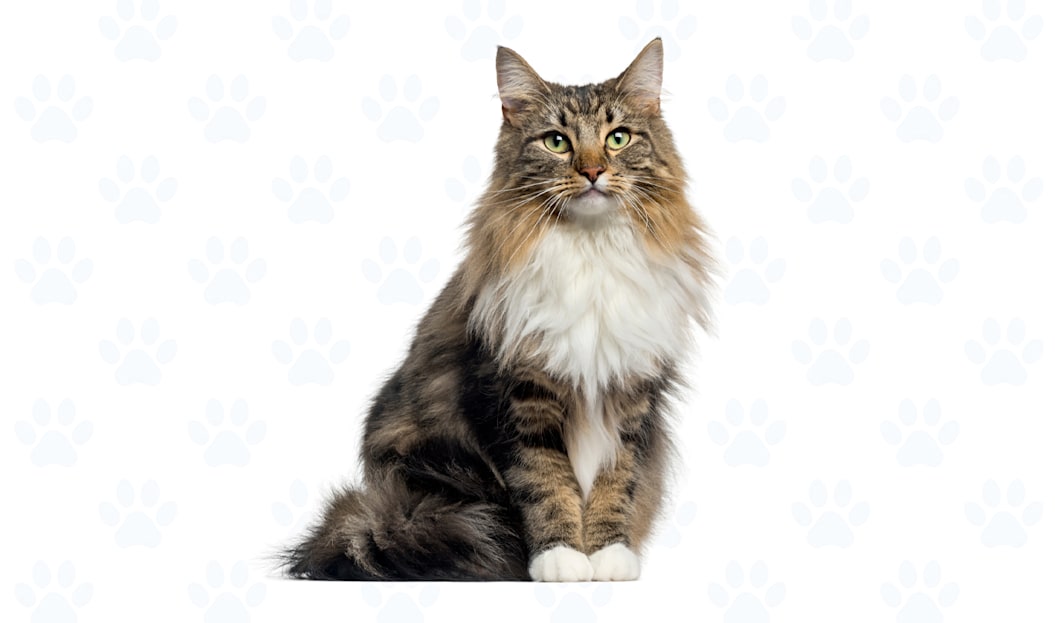 Brown Mackerel Tabby coat example
