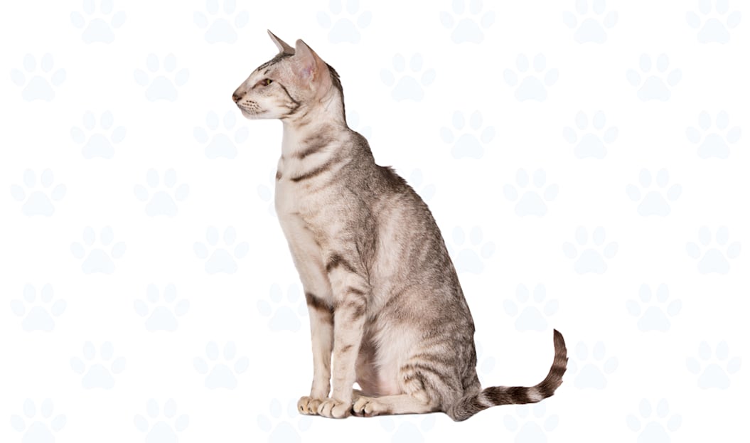 Cream Silver Tabby coat example