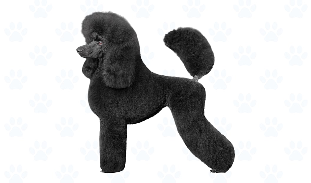Variety of colors coat example