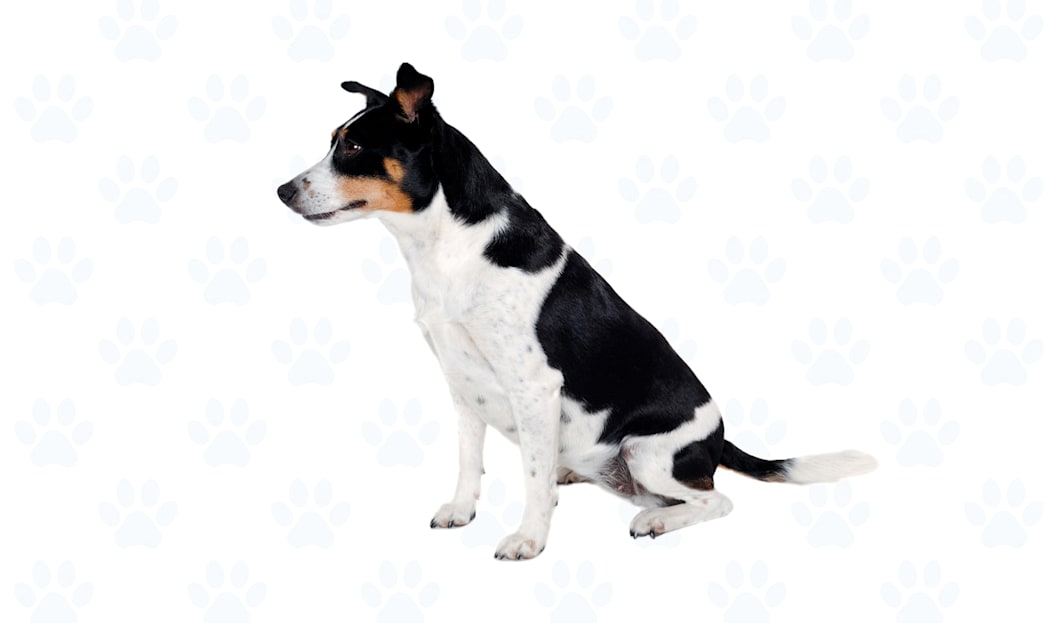 Parti-colored coat example