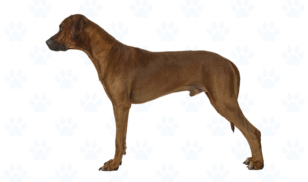 Wheaten coat example
