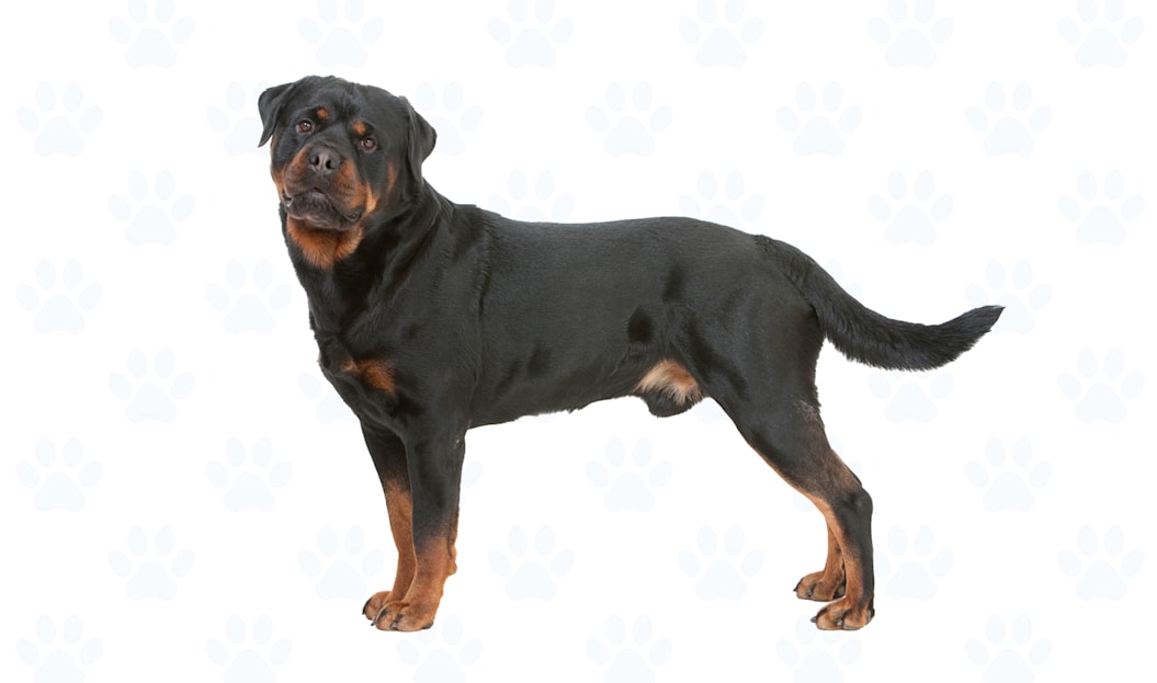 Black and Rust coat example