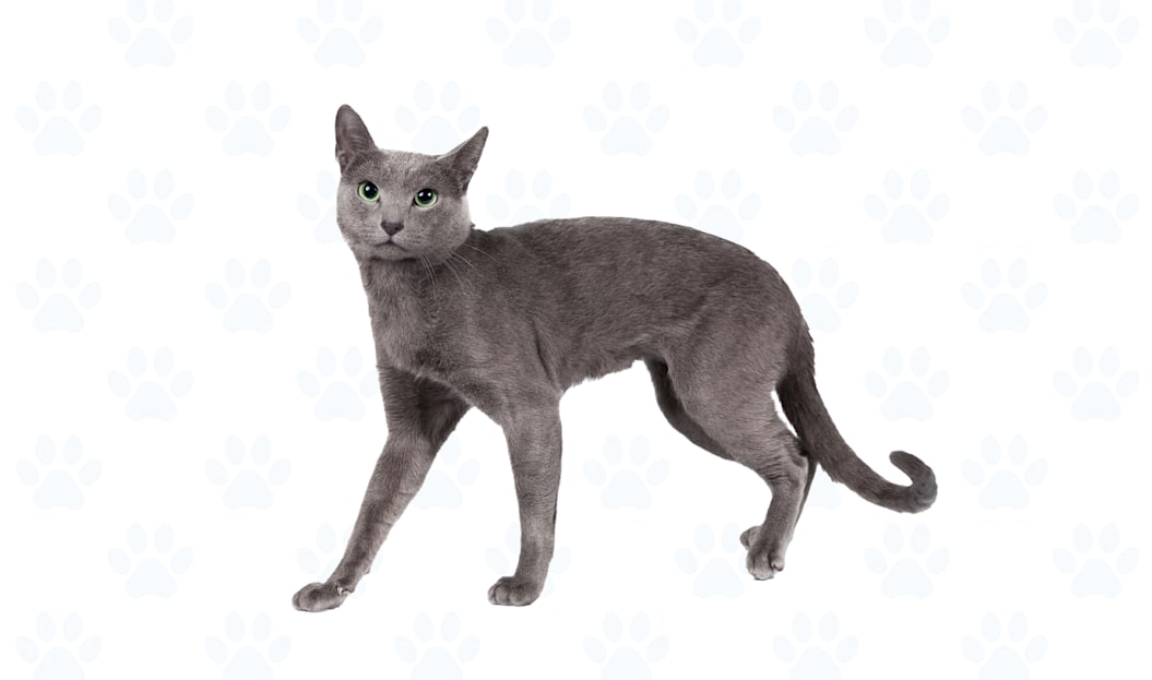 White coat example