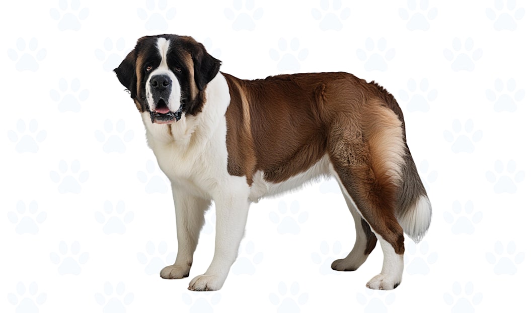 Brown & White coat example