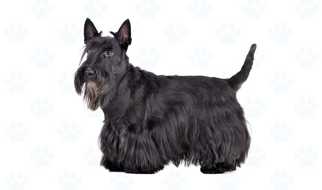 Black coat example
