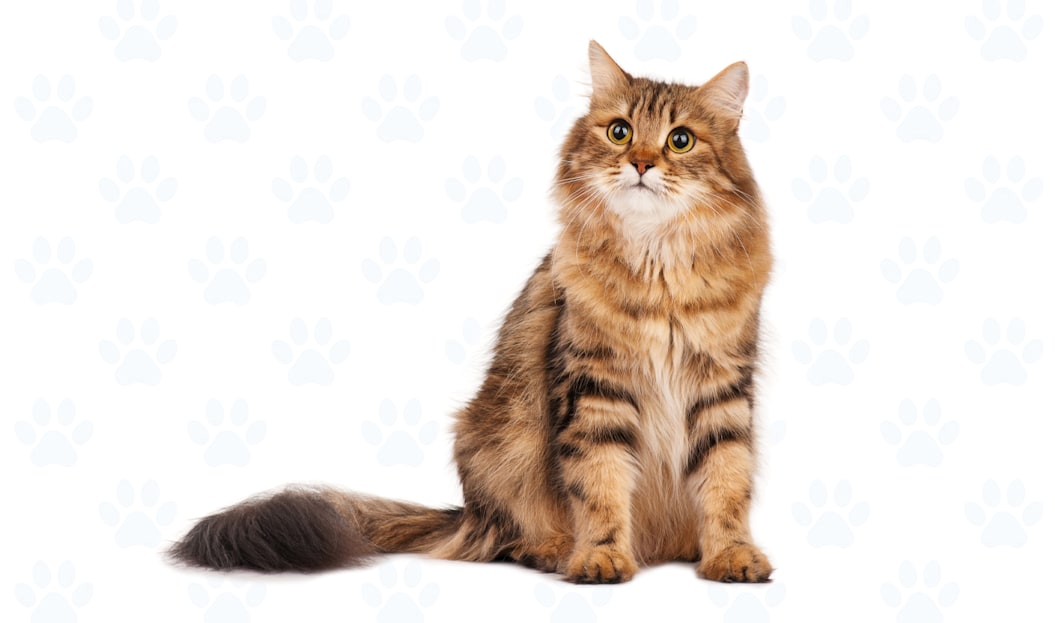 Brown Tabby coat example