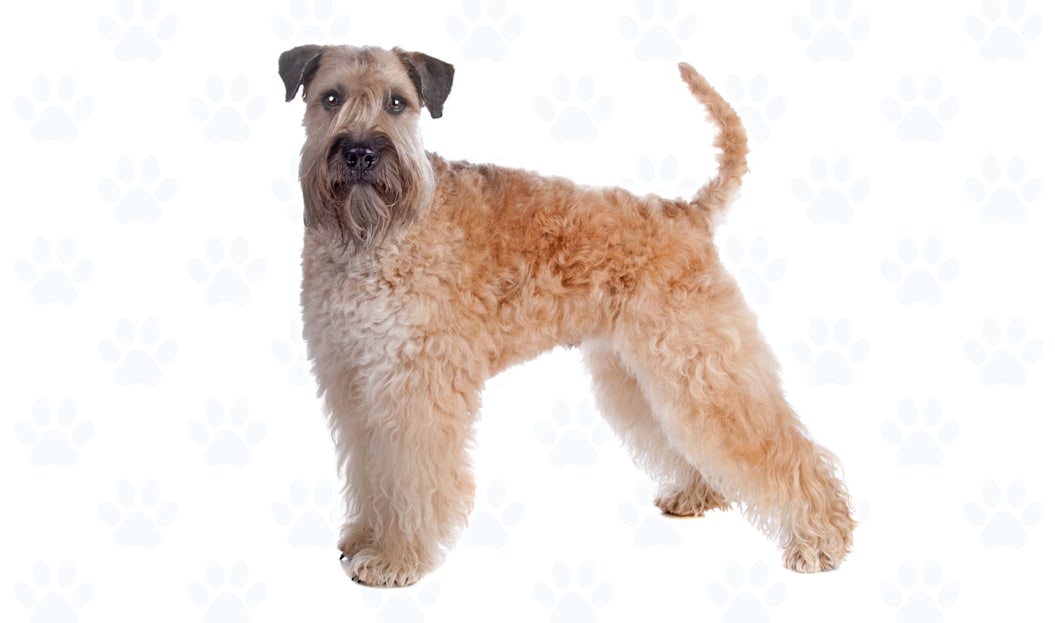 Wheaten coat example