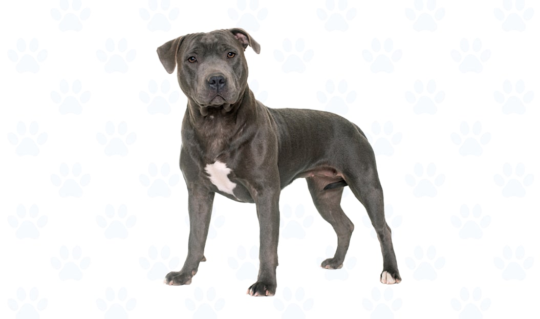 Variety of colors coat example