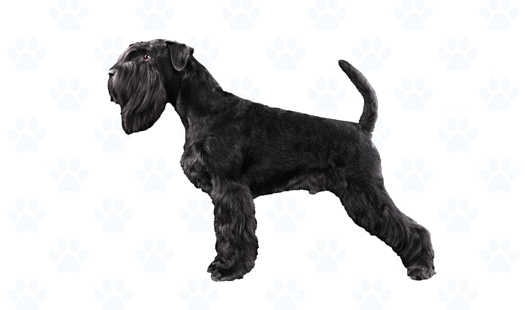Black coat example