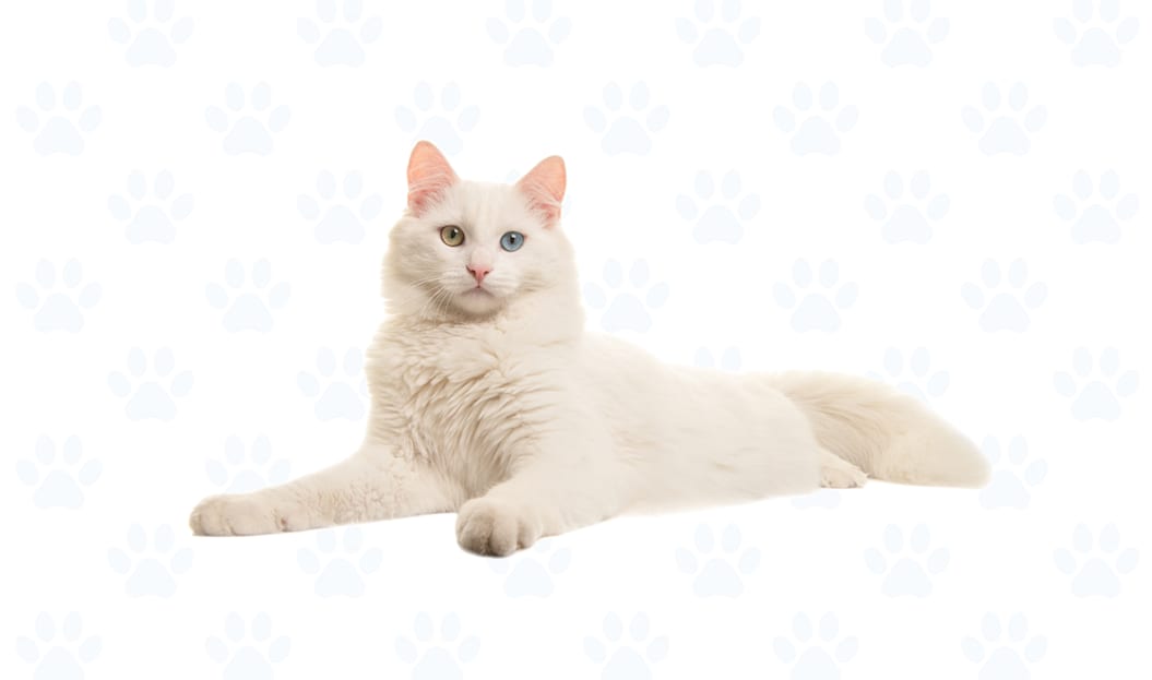 White coat example