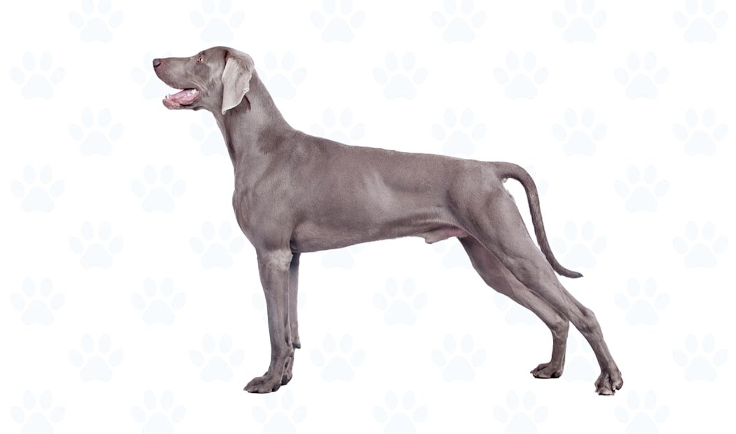 Gray coat example