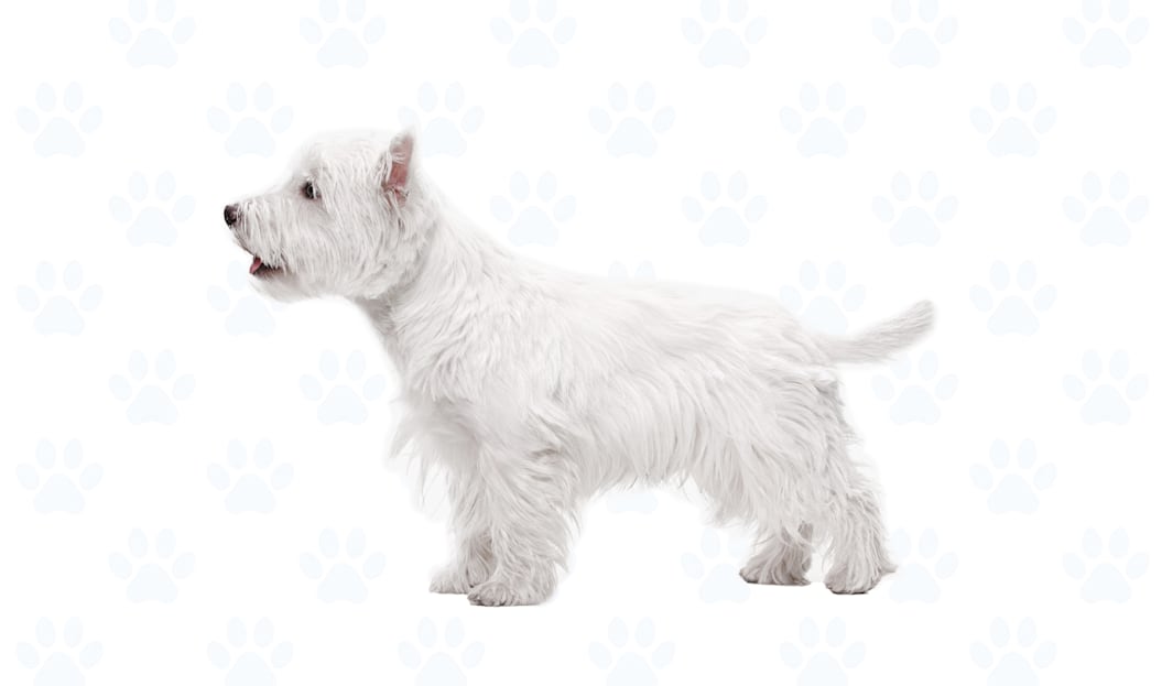 White coat example