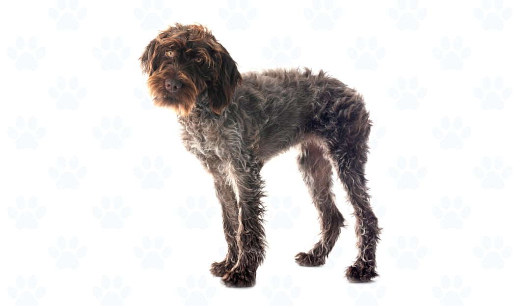 Brown & Gray coat example